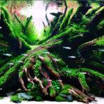 AGA 2023 Layout 445 - Aqua Plants Hub