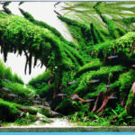 AGA 2023 Layout 446 - Aqua Plants Hub