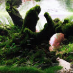 God's Creation - God’s Creation - Aqua Plants Hub