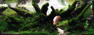 God's Creation - God’s Creation - Aqua Plants Hub