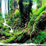 Small Road to Heaven - Aqua Plants Hub