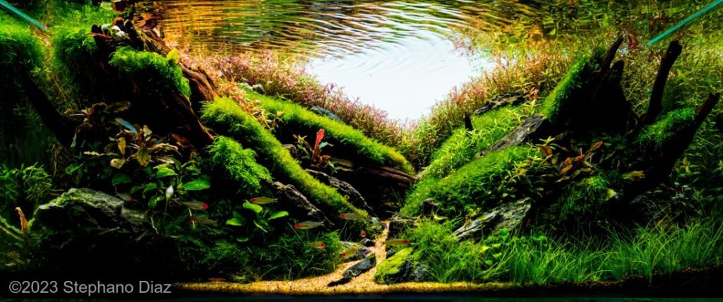 The spirit Carrie’s on - Aqua Plants Hub