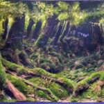 FILIPE D’OLIVEIRA FOREST - Aqua Plants Hub