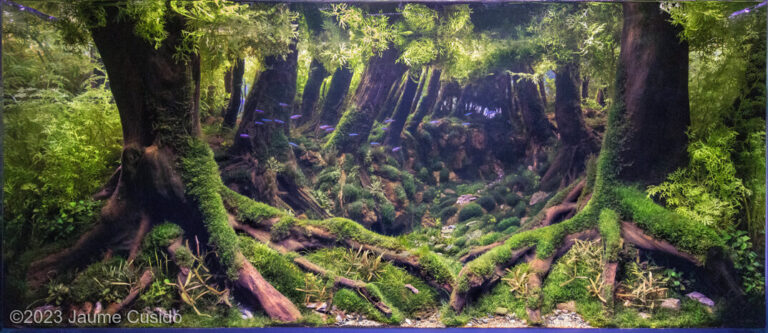 FILIPE D’OLIVEIRA FOREST