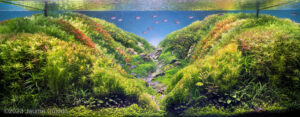 THE MIRROR VALLEY - PUIGSACALM - THE MIRROR VALLEY – PUIGSACALM - Aqua Plants Hub