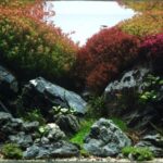 Seiryu Garden - Aqua Plants Hub