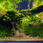 Path To Confidence - Aqua Plants Hub