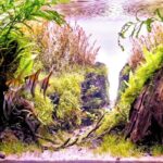 Green cayon - Aqua Plants Hub