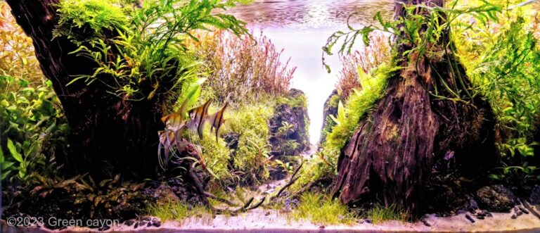 Green cayon