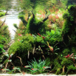Into The Fangorn - Aqua Plants Hub