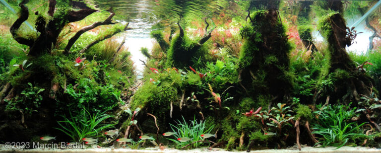 Into The Fangorn