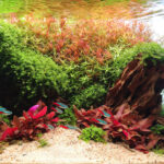 The Colorful Hills - Aqua Plants Hub