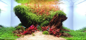 The Colorful Hills - Aqua Plants Hub