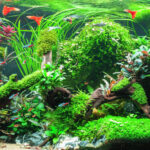 Forward into the Past - Aqua Plants Hub
