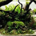 Chosen Path - Aqua Plants Hub