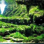 CENOTE - Aqua Plants Hub