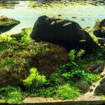 Erratics - Aqua Plants Hub