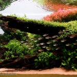 A piece of nature - A piece of nature (AGA 2023 #462) - Aqua Plants Hub