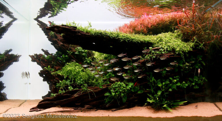 A piece of nature (AGA 2023 #462)