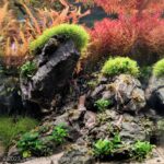 Mysterious mountains - Aqua Plants Hub
