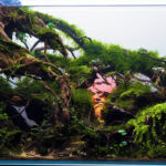 Decisions - Aqua Plants Hub
