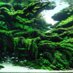 AGA 2023 Layout 466 - Aqua Plants Hub