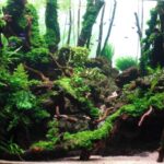 AGA 2023 Layout 467 - Aqua Plants Hub