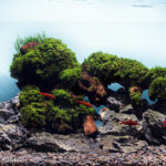 Clean - Aqua Plants Hub