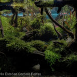 Jungle path - Aqua Plants Hub