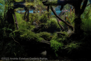 Jungle path - Aqua Plants Hub