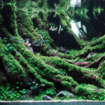 Submerged forest - Aqua Plants Hub