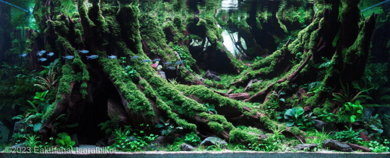 Submerged forest