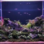 Twin stone - Aqua Plants Hub