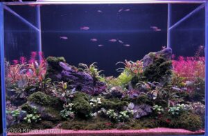 Twin stone - Aqua Plants Hub
