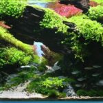 The Moment Sunrise - Aqua Plants Hub