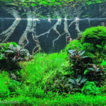 Green Wave - Aqua Plants Hub