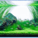 Closure - Aqua Plants Hub