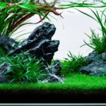 Dragon - Dragon (AGA 2023 #479) - Aqua Plants Hub