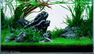 Dragon - Dragon (AGA 2023 #479) - Aqua Plants Hub