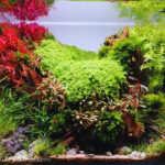 Pillow - Aqua Plants Hub