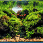 Azores - Green Island - Azores – Green Island - Aqua Plants Hub