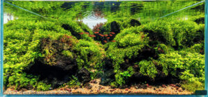 Azores - Green Island - Azores – Green Island - Aqua Plants Hub
