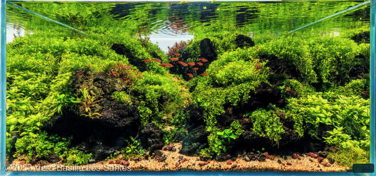 Azores – Green Island