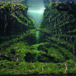 Aesthetic - Aqua Plants Hub