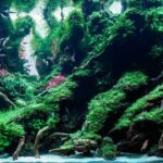 AGA 2023 Layout 484 - Aqua Plants Hub