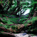 Roots & Stones - Aqua Plants Hub