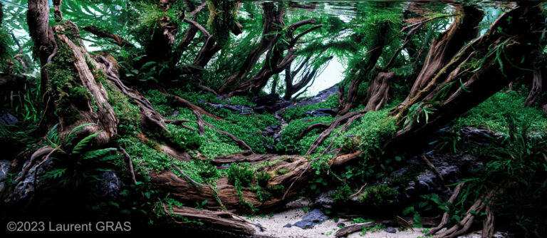 Roots & Stones