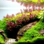 A Gruta - Aqua Plants Hub
