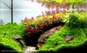 A Gruta - Aqua Plants Hub