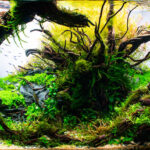 Resilience - Resilience (AGA 2023 #489) - Aqua Plants Hub